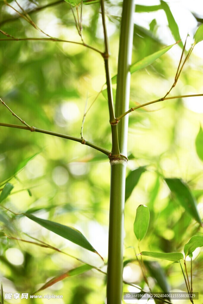 户外竹林竹子图片