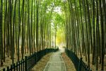 户外竹林竹子图片