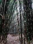 户外竹林竹子图片