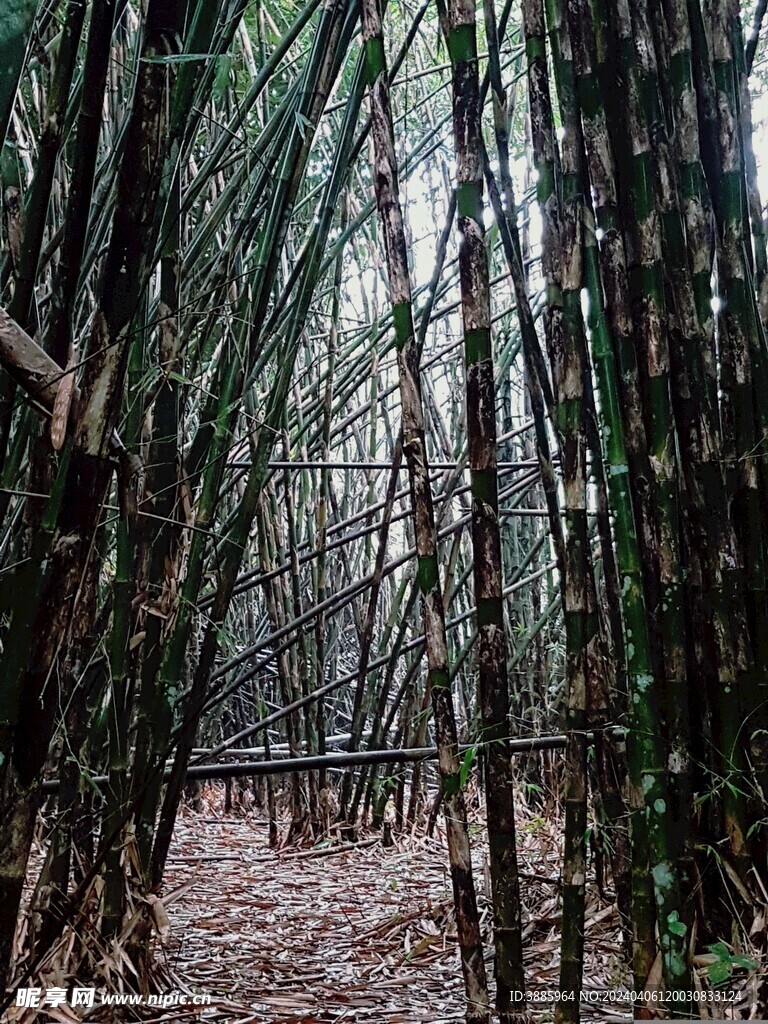 户外竹林竹子图片