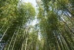 户外竹林竹子图片