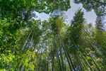 户外竹林竹子图片