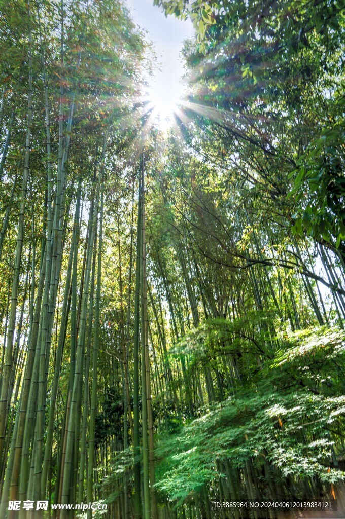 户外竹林竹子图片