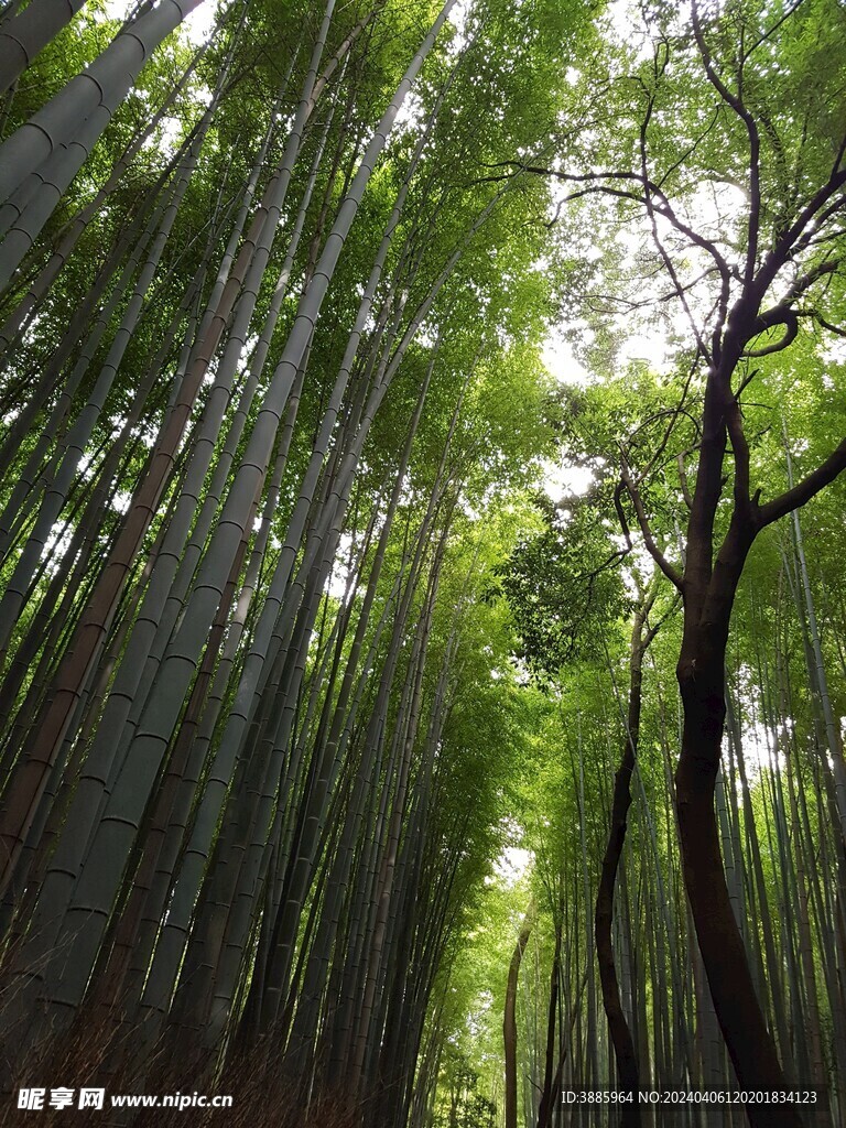 户外竹林竹子图片