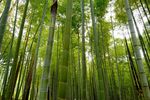 户外竹林竹子图片