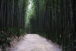户外竹林竹子图片