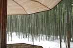 户外竹林竹子图片
