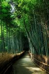 竹子 图片