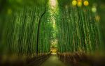竹子 图片