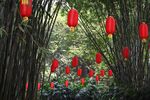 竹子 图片
