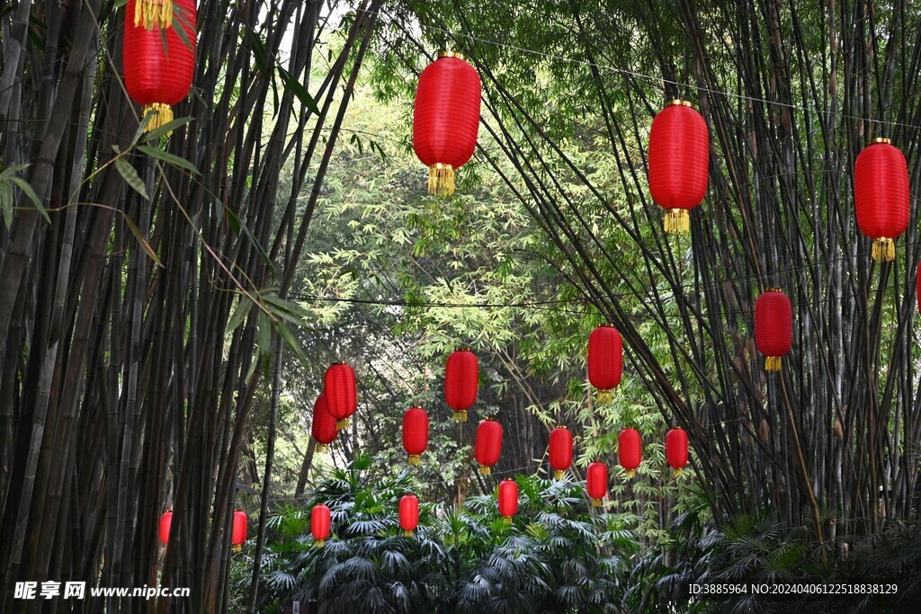 竹子 图片