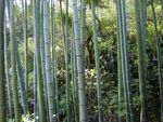 竹子 图片