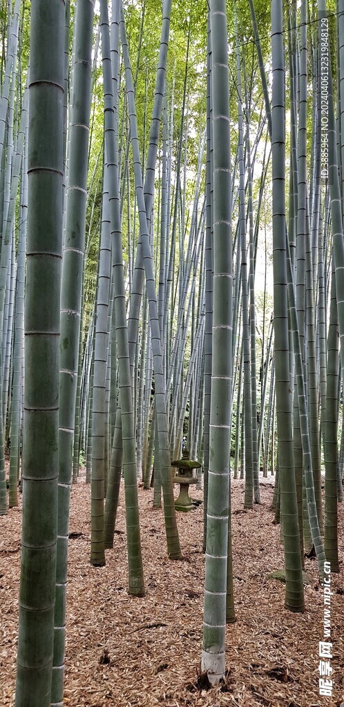 竹子 图片