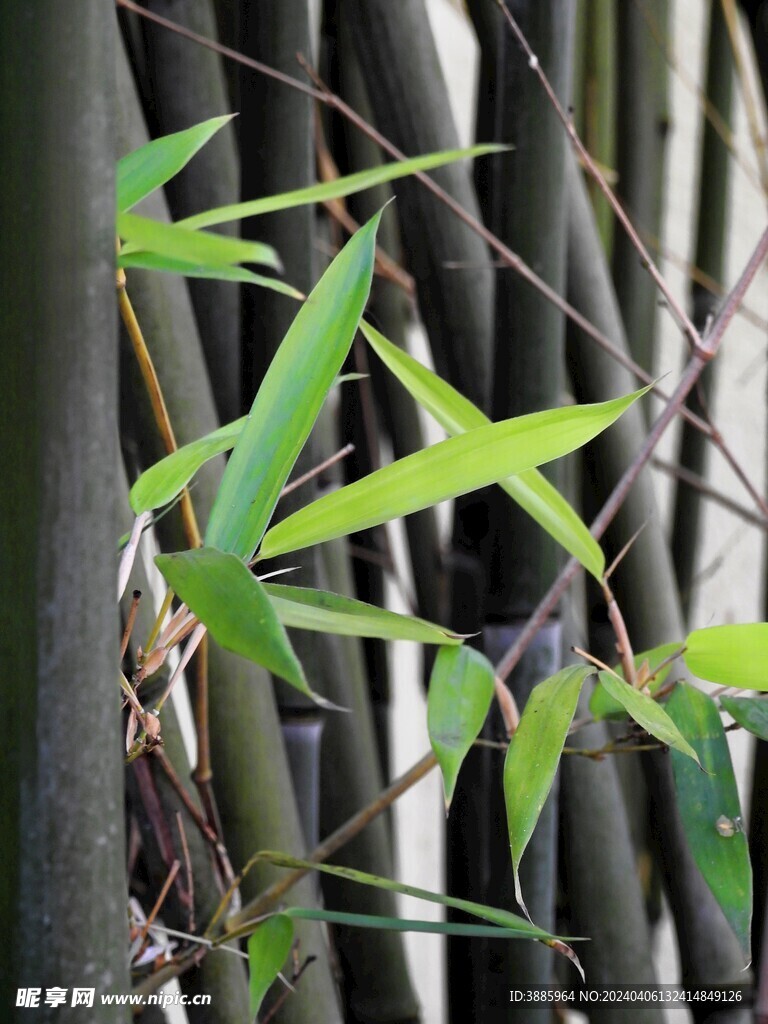 竹子 图片