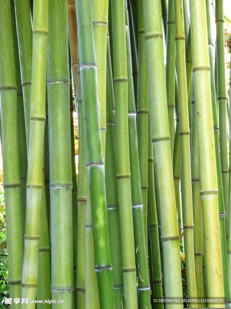 竹子 图片