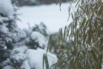 户外竹林竹子图片