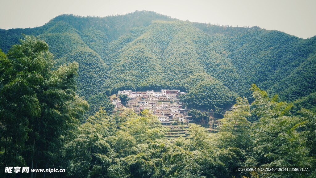 户外竹林竹子图片