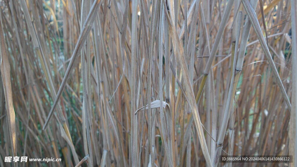 户外竹林竹子图片