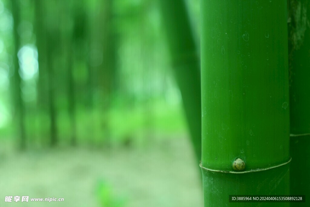 户外竹林竹子图片