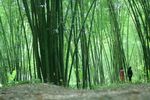 户外竹林竹子图片