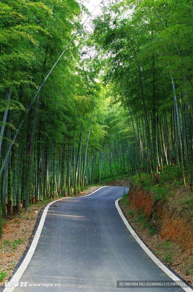户外竹林竹子图片