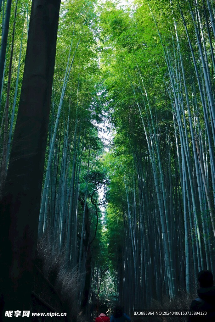 户外竹林竹子图片