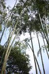户外竹林竹子图片