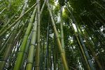 户外竹林竹子图片