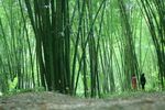 竹子图片