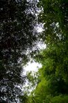 竹子 图片