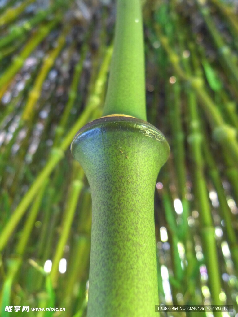 竹子 图片