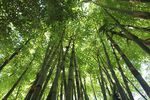 竹子 图片