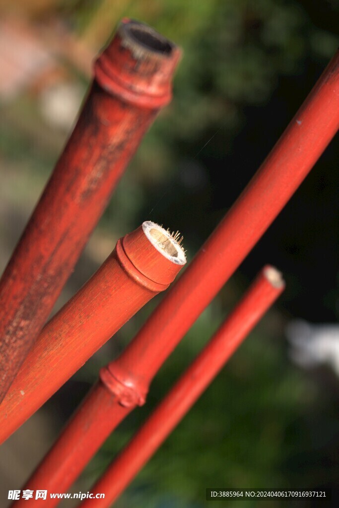 竹子 图片