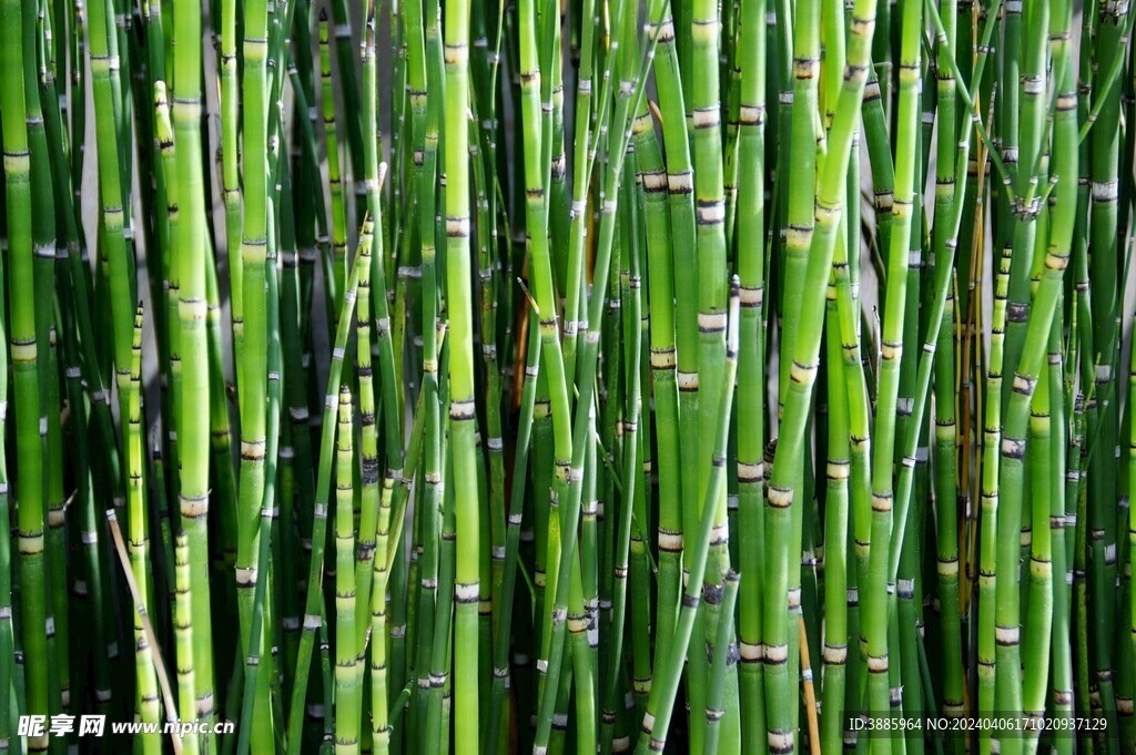 竹子 图片