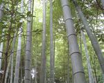  竹子 图片