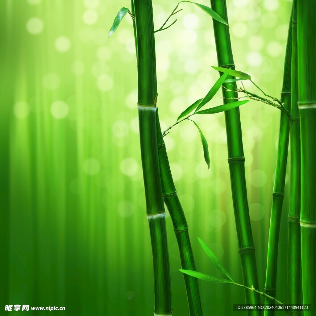 竹子图片