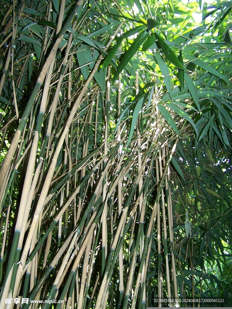 竹子 图片