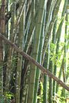 竹子 图片