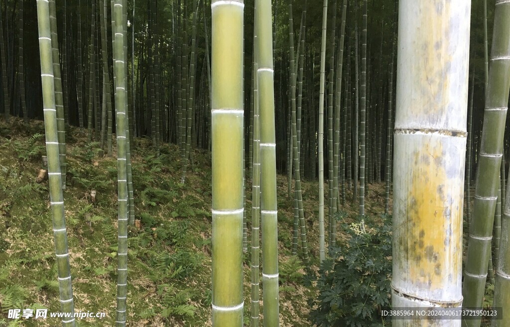 竹子 图片