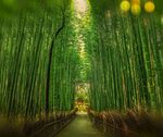 竹子 图片