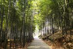 竹子 图片