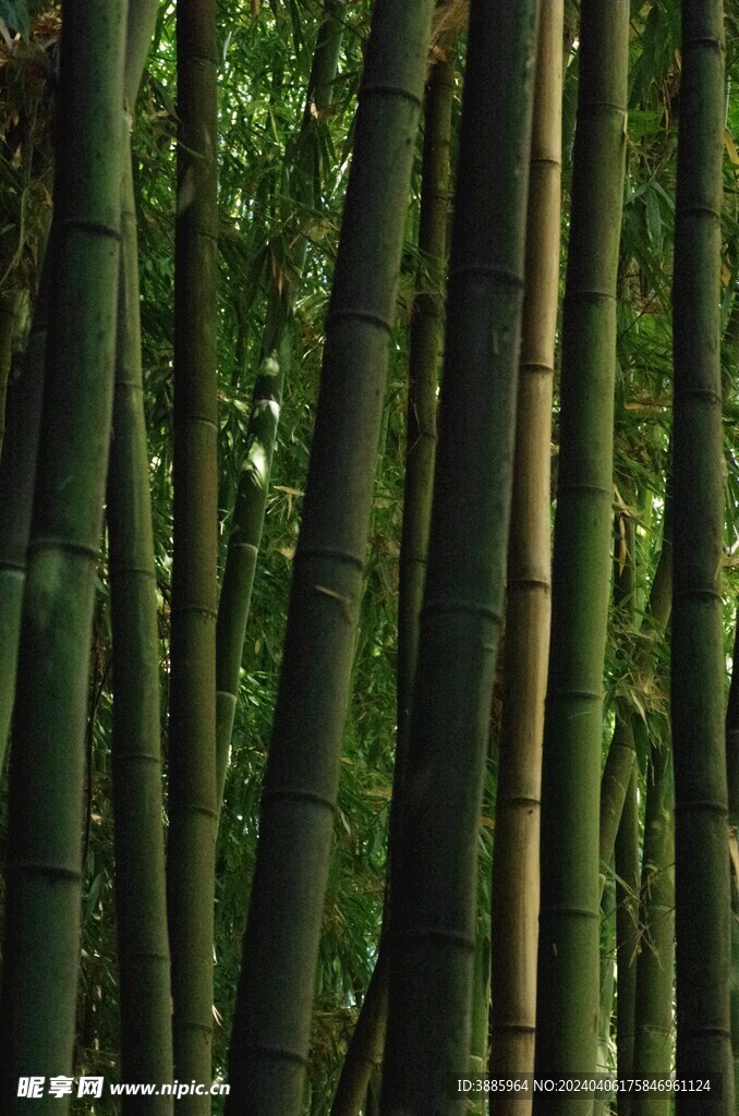 竹子 图片