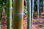 竹子 图片