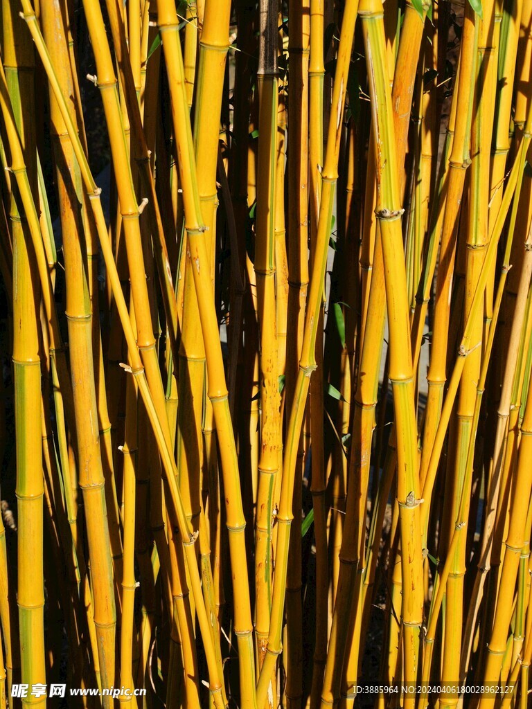 竹子 图片
