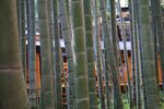 竹子 图片