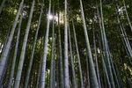 竹子 图片