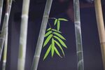 竹子 图片