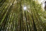 竹子 图片