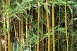 竹子 图片