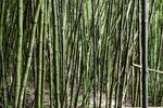 竹子 图片